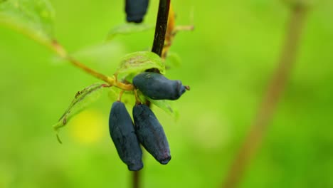 honeyberries clustered tightly on plant branch during growth stage on summer day