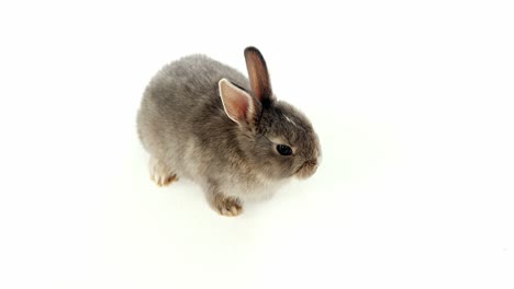 conejo de pascua sobre un fondo blanco