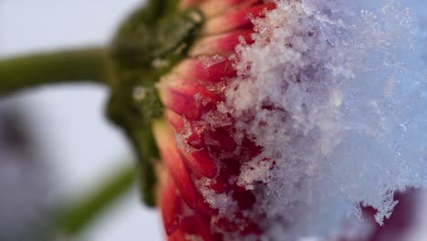 pink petals and dark green bracts of double-flowered garden daisy covered with snow