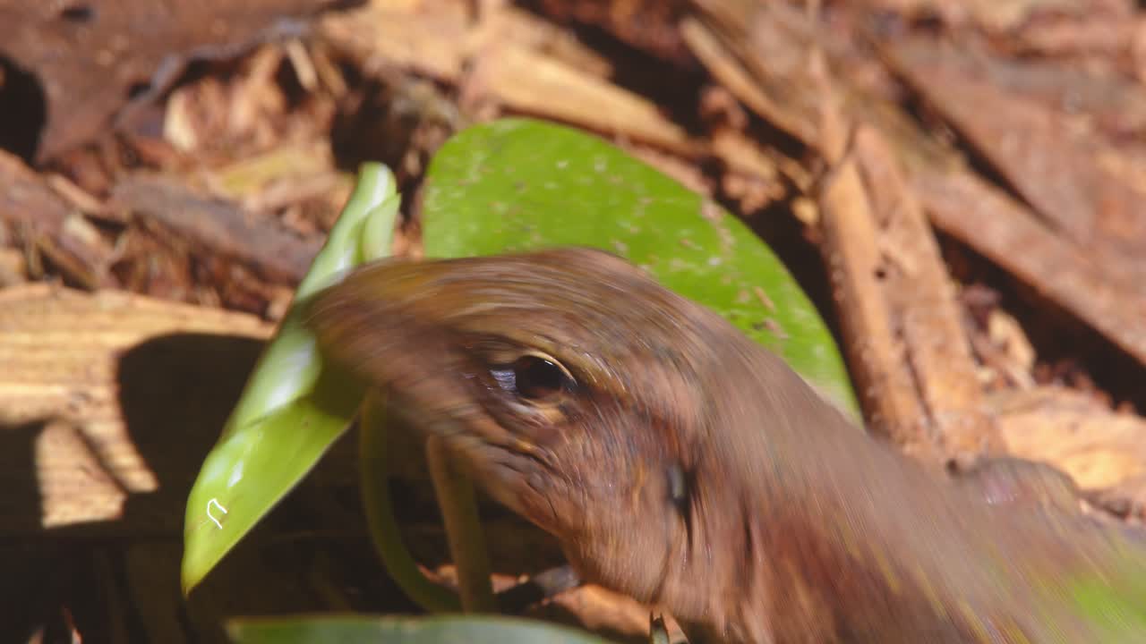 A vibrant Ameiva lizard rests on the damp forest floor, captured in a close-up in Peru’s Amazon jungle.