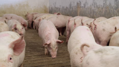 pigs on livestock farm, pigs farm, livestock farm
