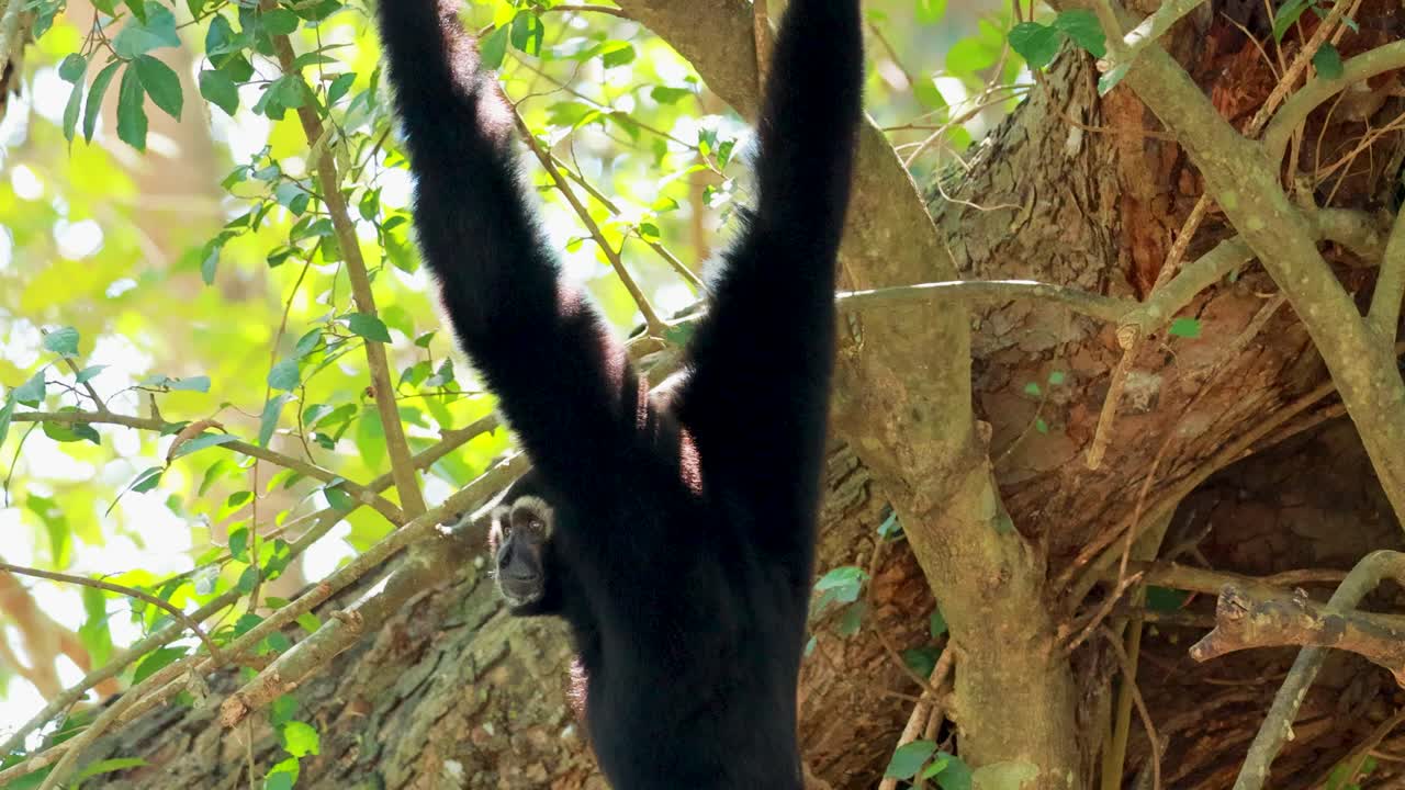el gibón se balancea con gracia a través del frondoso dosel del bosque