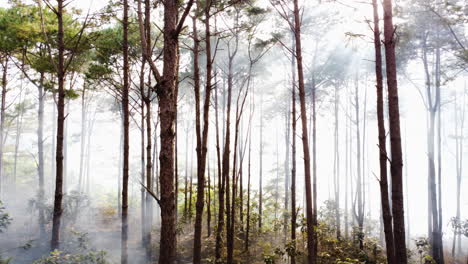 Morning-mystical-magical-atmosfere-in-wilderness-unpolluted-natural-environmental-forest,-smoke-fog-sunbeam-through-tree-trunk