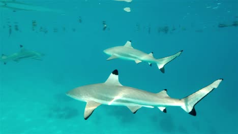 Black-tip-reef-sharks-cruise-by-in-clear-blue-reflective-shallow-water