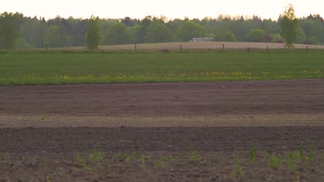 Two-European-roe-deer-walking-and-eating-on-a-field-in-the-evening,-golden-hour,-medium-shot-from-a-distance