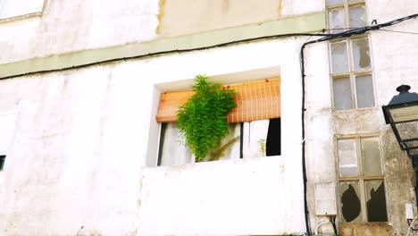 window of an old overgrown house