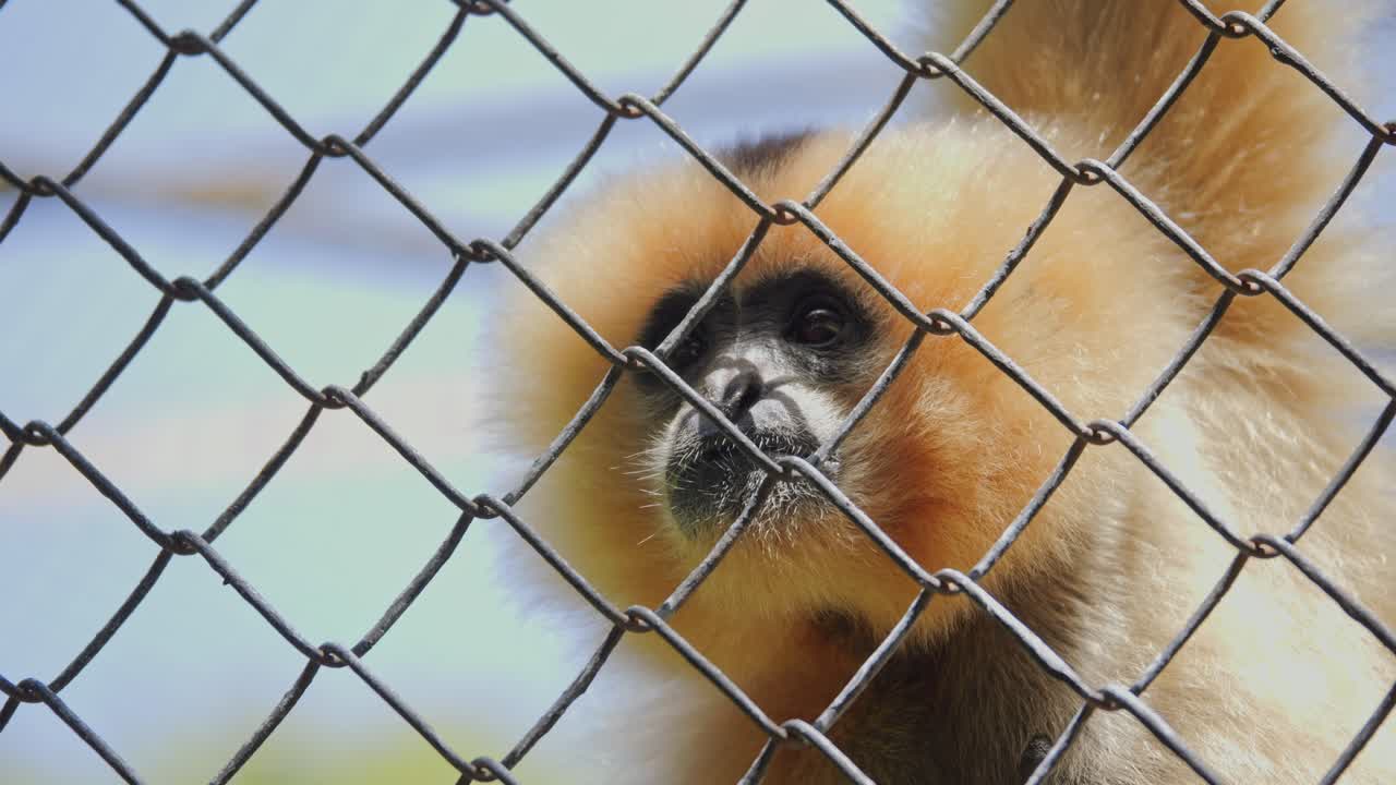 Buff-Cheeked Gibbon stares through fence curiously