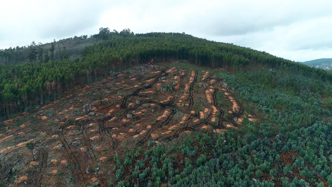 Veduta aerea di un paesaggio di fitta foresta.