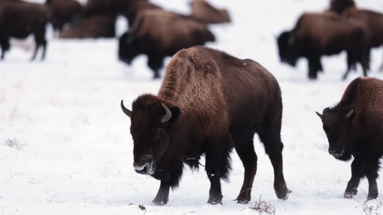 bisonte de búfalo en el invierno en montana