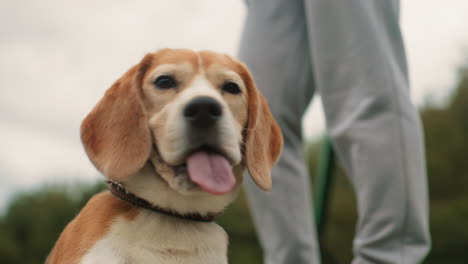 close up of pug dog observing surroundings with handler standing beside holding leash outdoors under cloudy sky showing attentive curious expression highlighting companionship between pet and owner