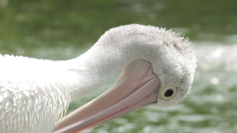 white australian pelican using its long beak to groom beside a lake