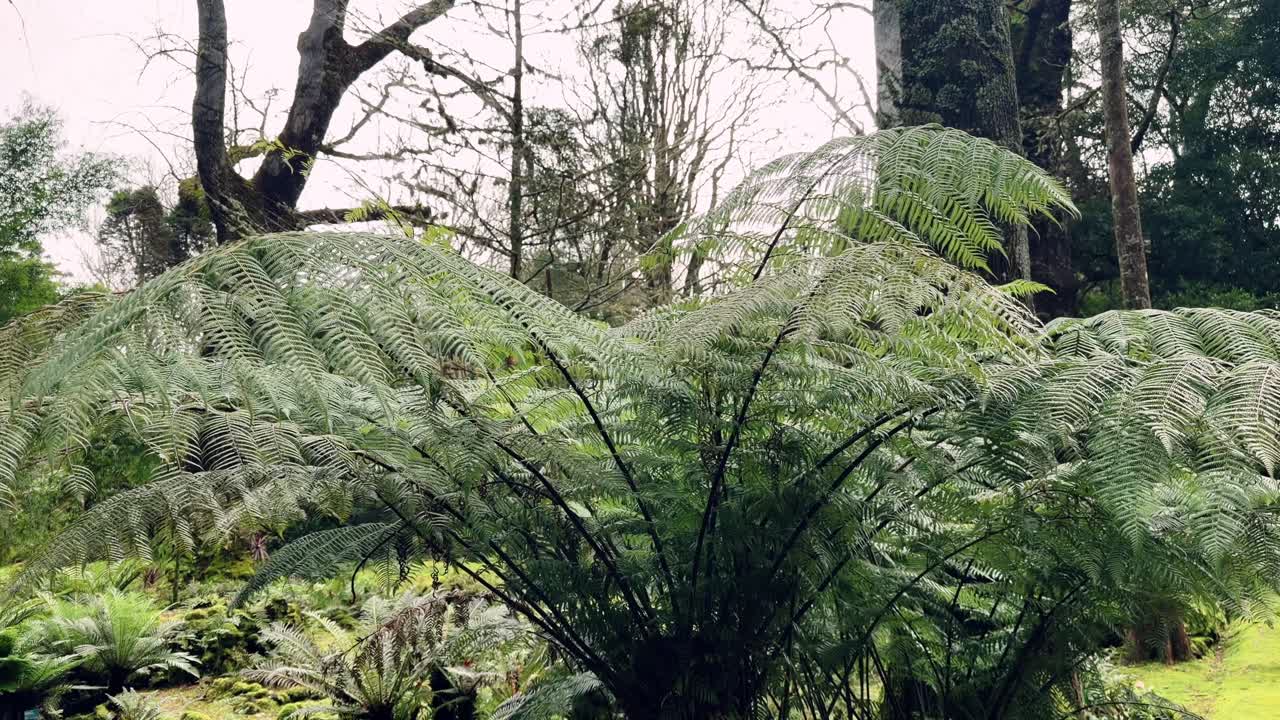 Pianta di felce verde con foglie larghe nella vegetazione forestale delle Azzorre.
