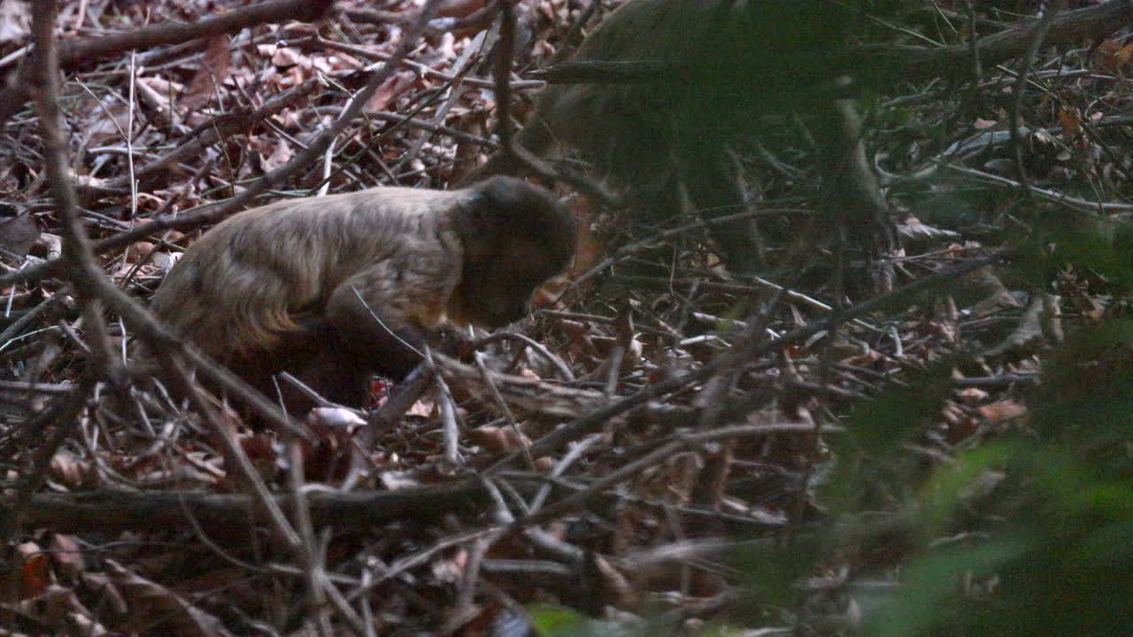 monos capuchinos de rayas negras en busca de comida en el subsuelo de la reserva de serra das almas, brasil