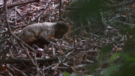 Black-striped-Capuchin-monkeys-searching-for-food-in-the-understory-Serra-das-almas-reserve,-Brazil