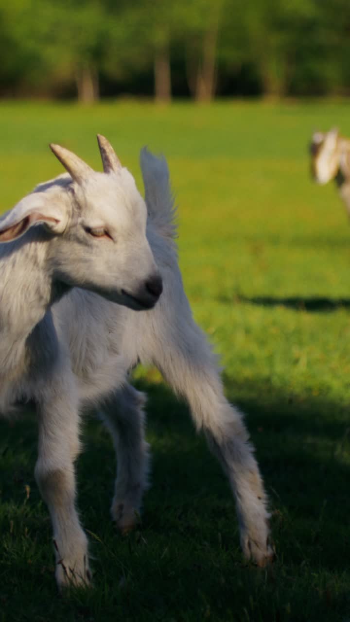 White Baby Goat in a Field