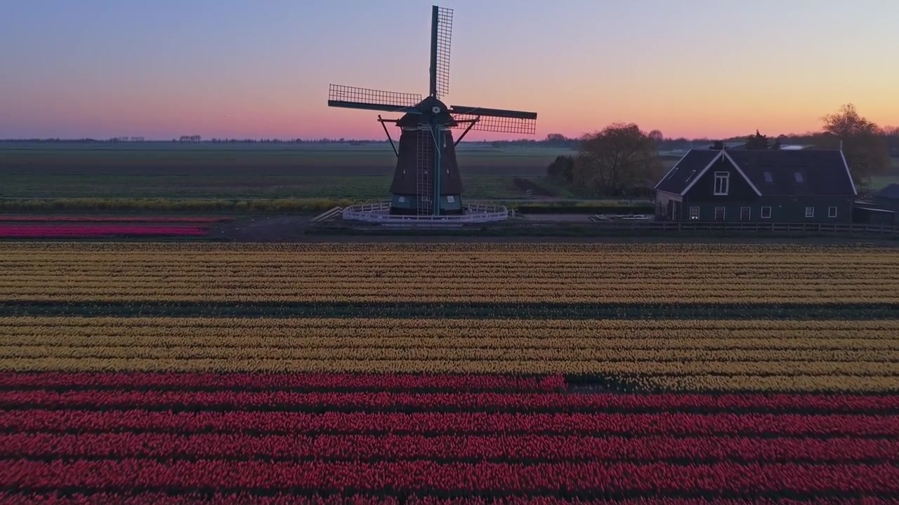 Mulino a vento olandese in un campo di tulipani colorati al tramonto