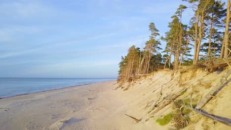 Beautiful-aerial-establishing-view-of-Baltic-sea-coast-on-a-sunny-evening,-golden-hour,-beach-with-white-sand,-coastal-erosion,-climate-changes,-broken-pine-trees,-wide-angle-drone-shot-moving-forward