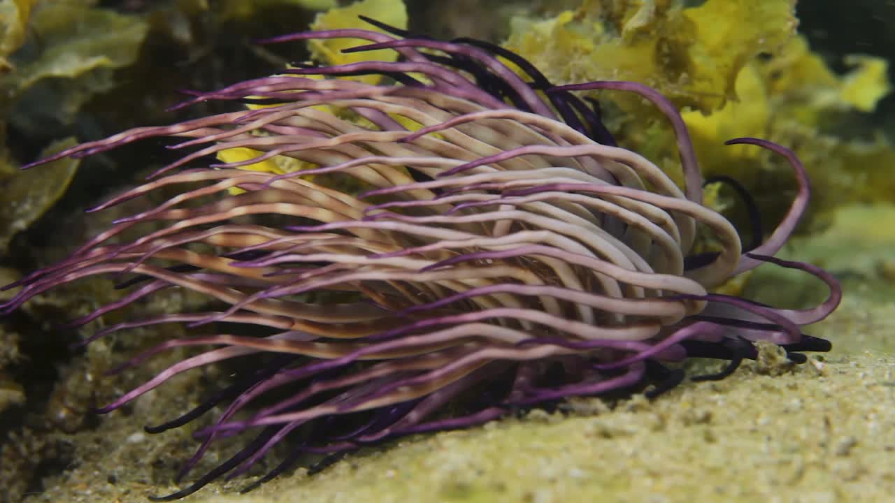 A vibrant Tube Anemone burrowed into the seabed swaying in the strong ocean current