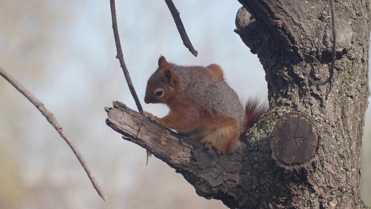 Scoiattolo rosso che si pulisce su un ramo d'albero