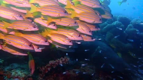 the screen filled with yellow fish all swimming together