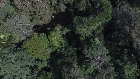 drone footage from high above as it slowly pans over the trees