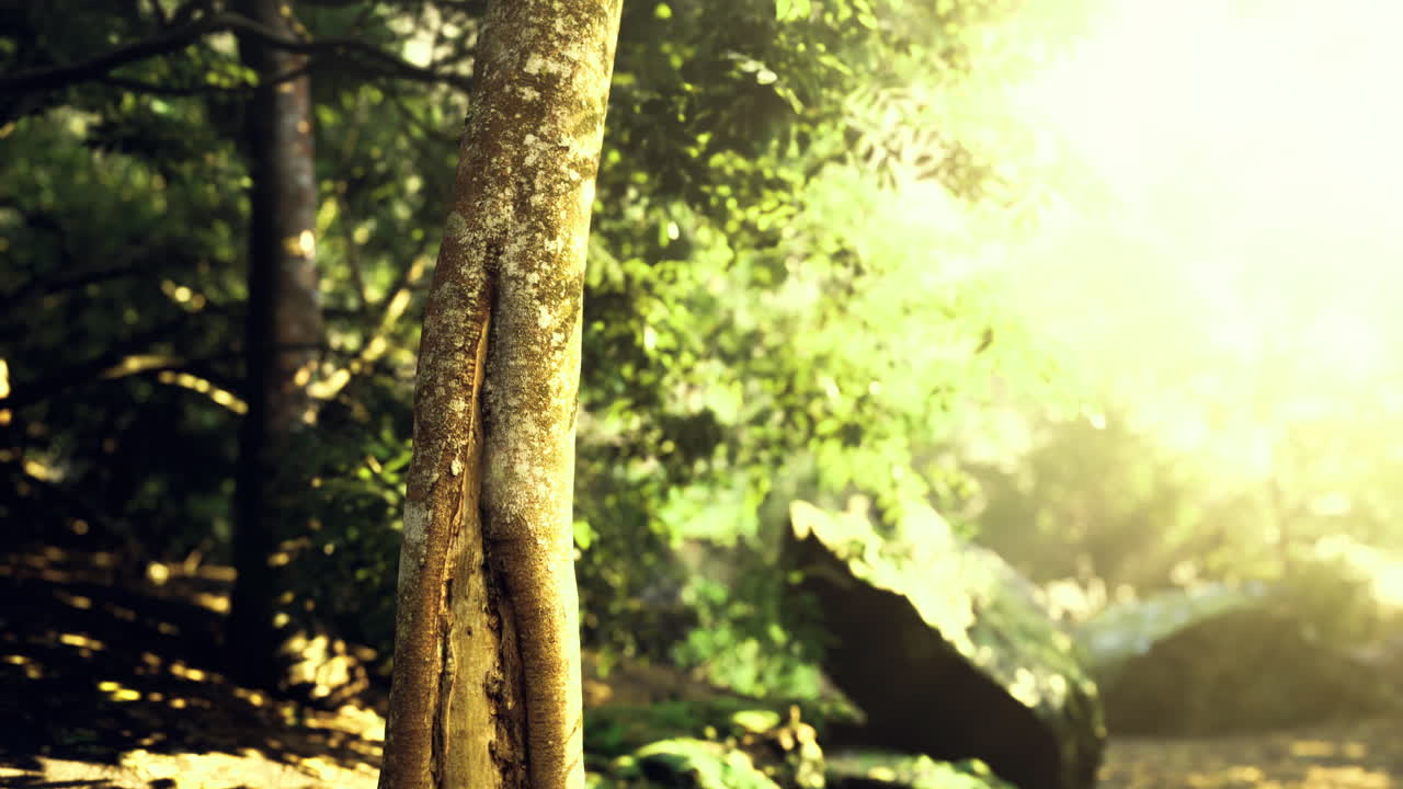 Sunlight filtering through trees in a lush forest landscape during daytime