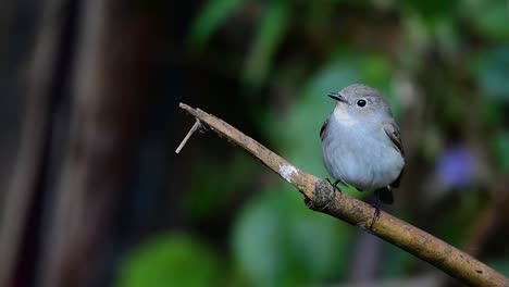 taiga flycatcher, female,