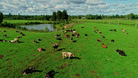 aerial view backwards over cattle grazing on rural meadows, sunny summer day