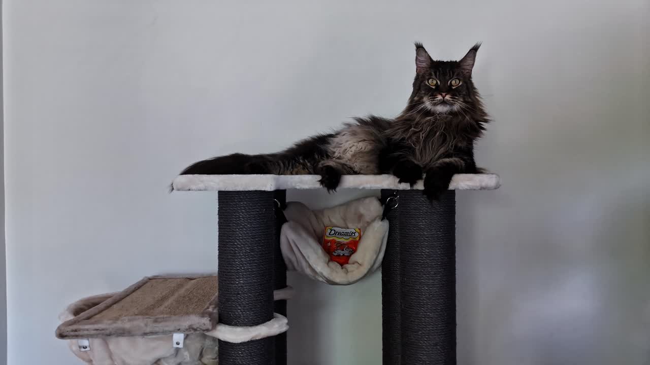 Gatto Maine Coon che riposa su un tiragraffi a torre per gatti a casa.