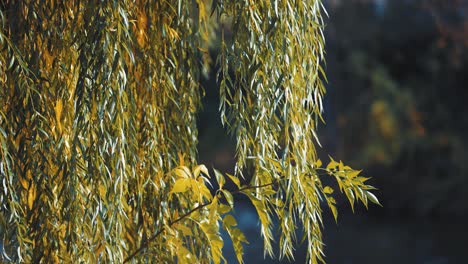 a weeping willow on the bank of the small pond in the city park