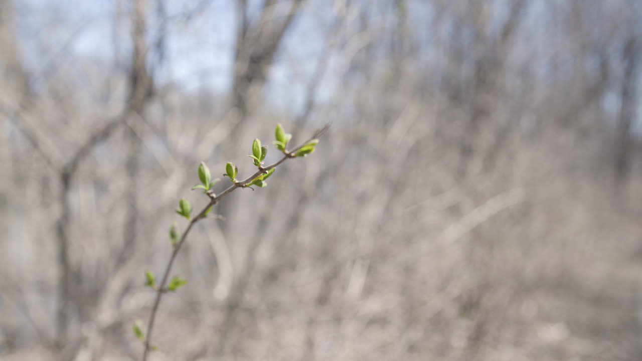 봄에 나무 새싹의 중간 샷