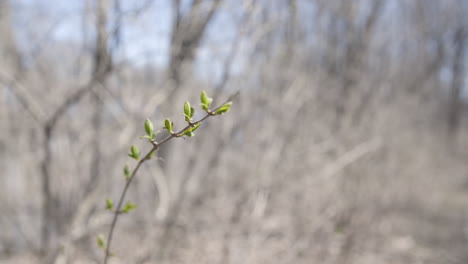 medium shot of tree buds in spring