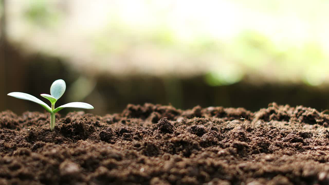 crassula planta árbol de dinero que crece en el suelo. 4k dolly tiro