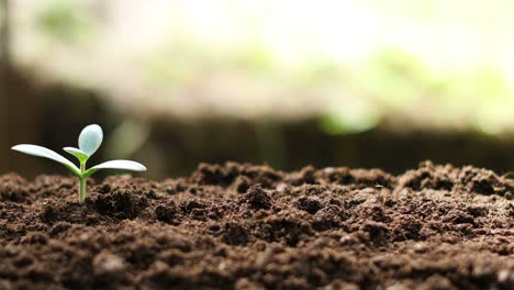 crassula plant money tree growing in soil. 4k dolly shot