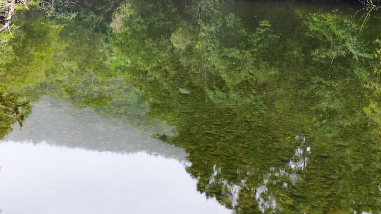 Calm river reflecting dense green foliage, captured in natural light, creating a tranquil and serene atmosphere
