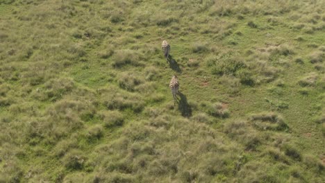 antena de drones, dos cebras caminando una detrás de la otra sobre hierba exuberante en la naturaleza