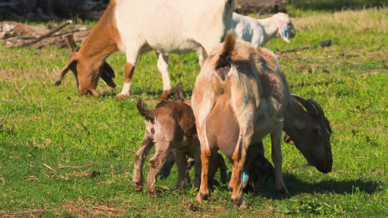 Una capra adulta pascola in un pascolo soleggiato mentre i capretti si radunano strettamente intorno a lei sull'erba verde.
