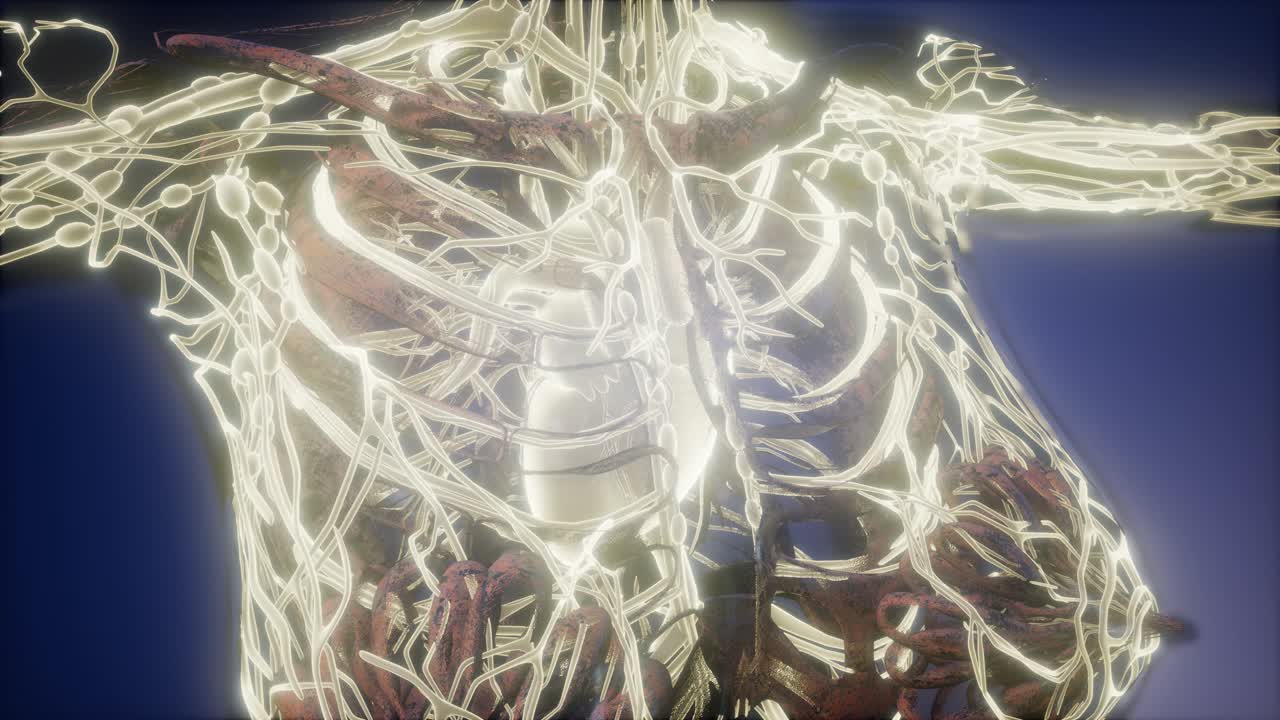 빛나는 혈관으로 된 인체