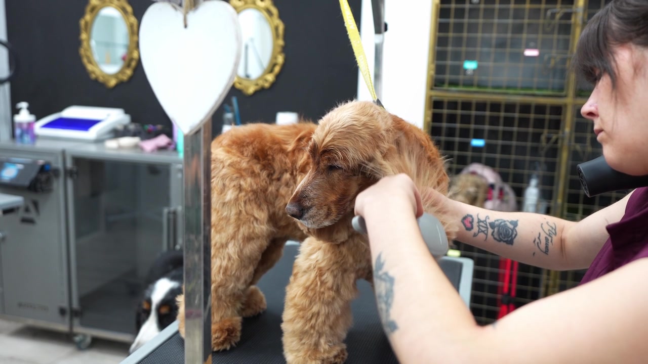 Professioneller Hundefriseur bürstet und trocknet das Fell eines Cocker Spaniel Hundes