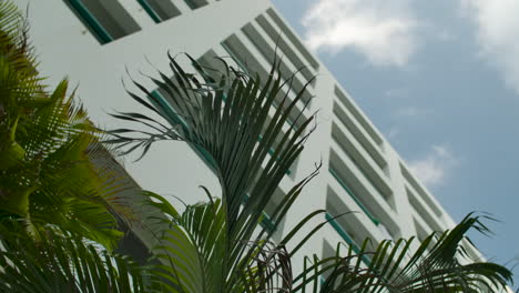 palm leaves outside a white modern building on a sunny day