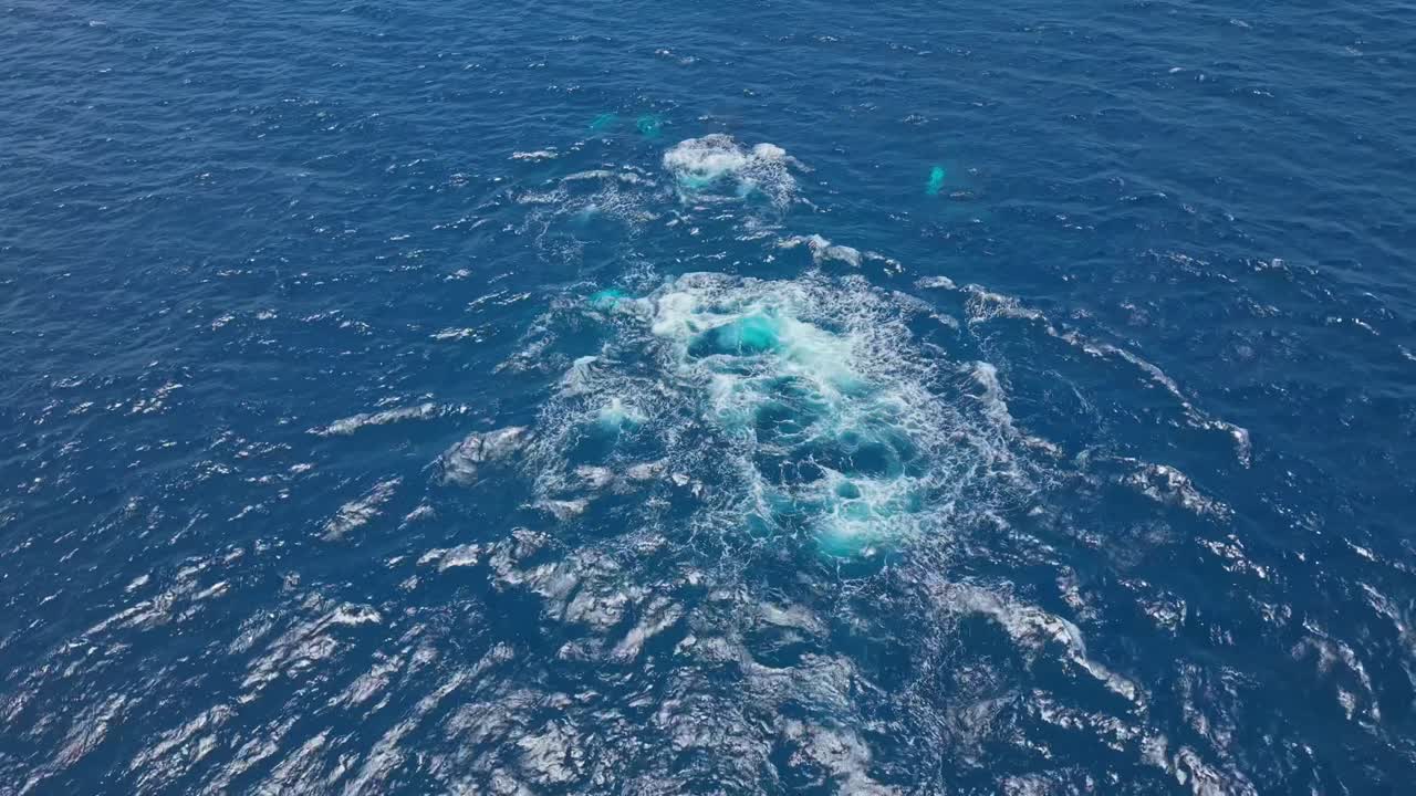 Humpback whales compete in mating display, aerial view, ocean emotion