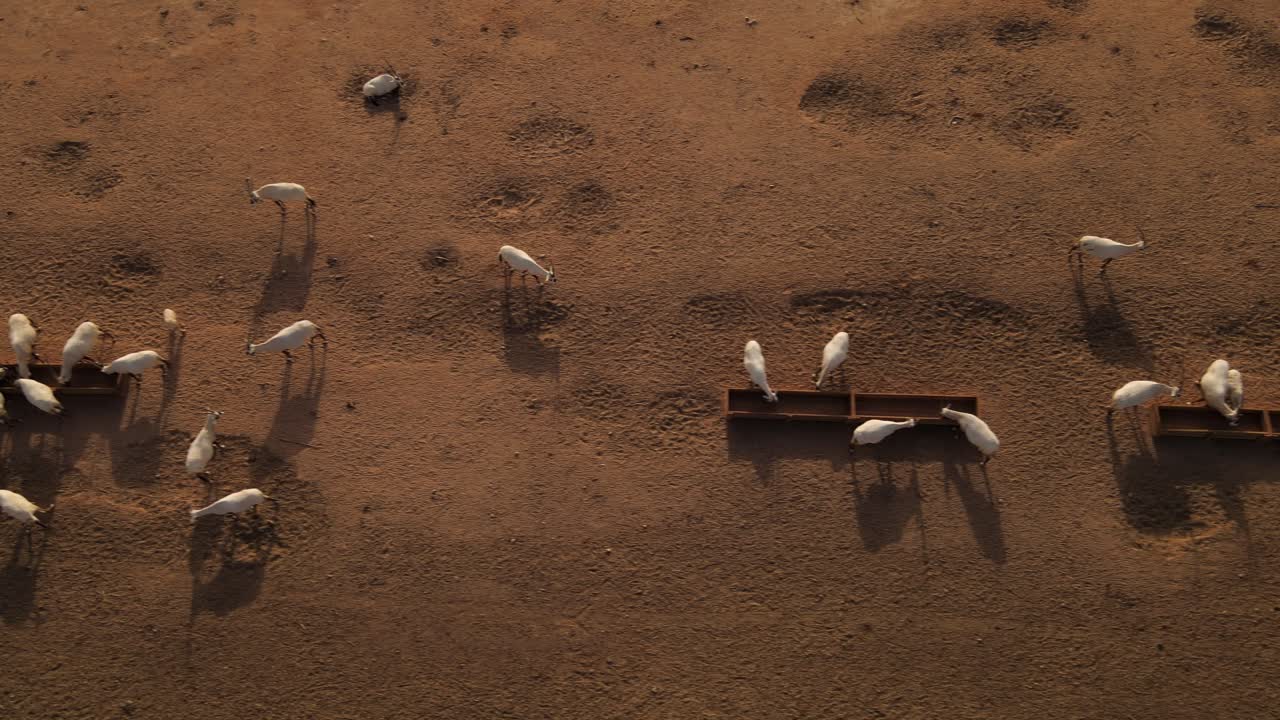 사막의 구유에서 흰색 오릭스 식수의 공중 돌리 샷