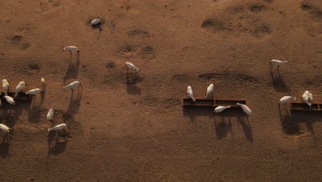 toma aérea de oryx blanco bebiendo agua de un abrevadero en el desierto