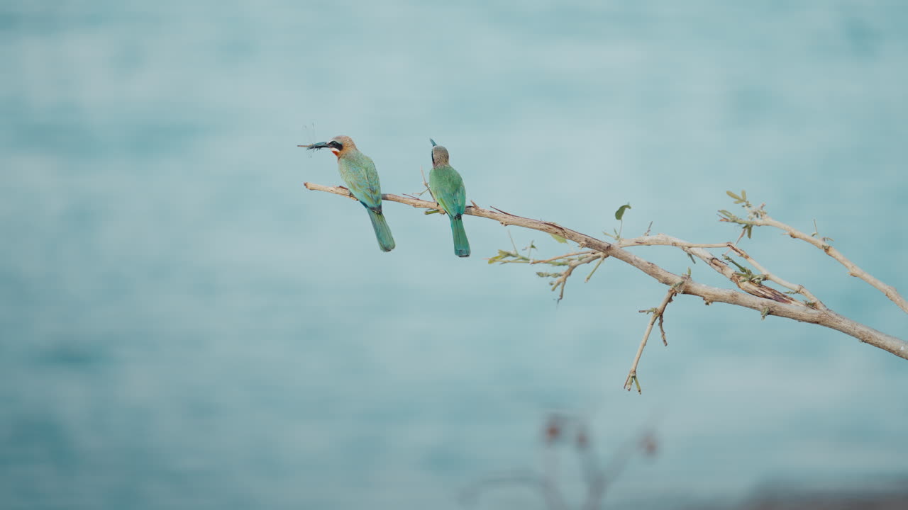 Pair of bee eater birds on a branch in. One bird flies in with a dragonfly and feeds it to the other, Special wildlife moment