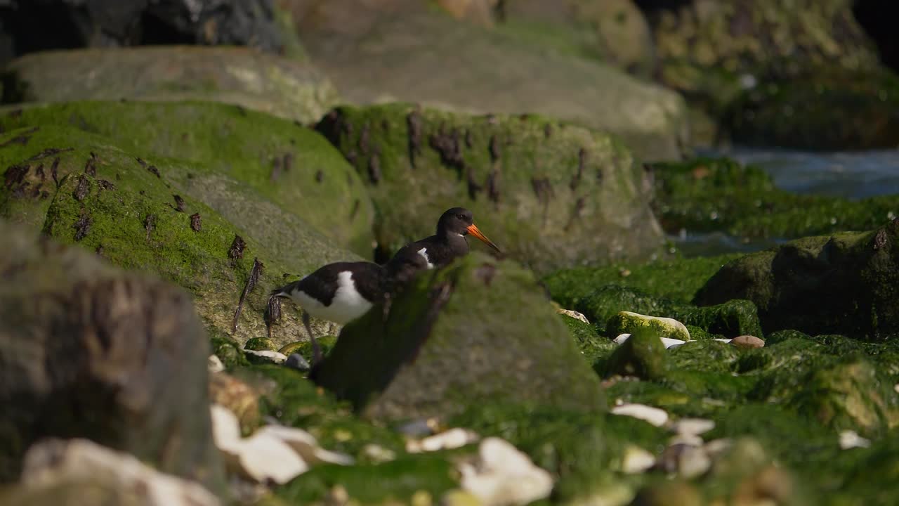 pájaros ostreros euroasiáticos caminando entre la costa rocosa en dinamarca, vida silvestre a cámara lenta