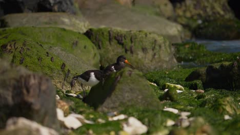 pájaros ostreros euroasiáticos caminando entre la costa rocosa en dinamarca, vida silvestre a cámara lenta