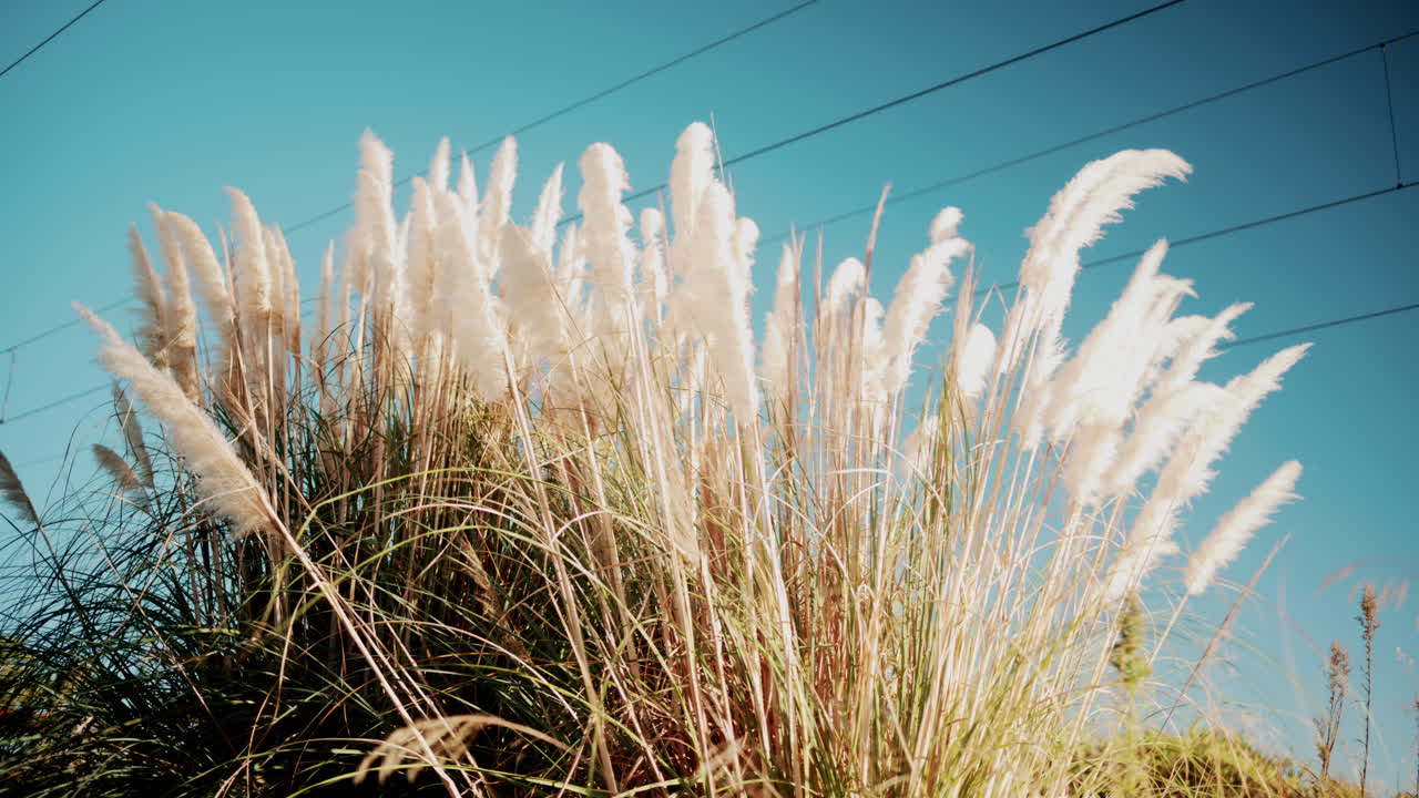 Tall beige pampas grass swaying under clear blue sky