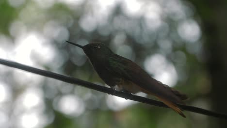 Nahaufnahme-Eines-Kolibris,-Der-Auf-Einem-Ast-Auf-Einem-Baum-Sitzt