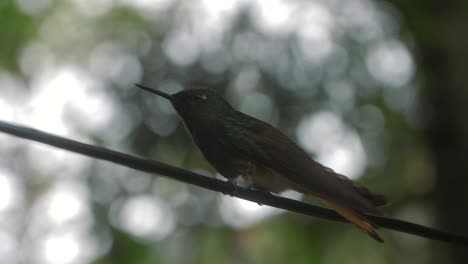 close-up of a hummingbird sitting on a branch on top of a tree
