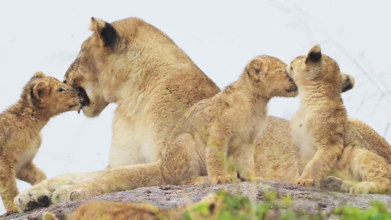 leeuwen likken en reinigen leeuwenkinderen, moeder leeuwin en trots van leeuwen in het serengeti national park in tanzania in afrika, veel jonge schattige kleine leeuwenkinder op een afrikaanse wildlife safari